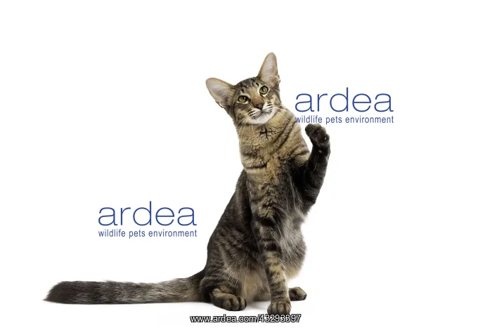 : 80191602 Cat - Mandarin Jean-Michel Labat All images : 80191602 Cat - Mandarin Jean-Michel Labat All images