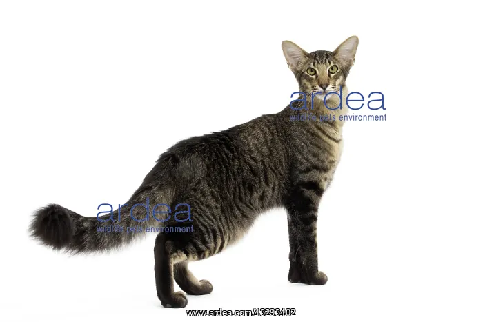 : 80191603 Cat - Mandarin Jean-Michel Labat All images : 80191603 Cat - Mandarin Jean-Michel Labat All images