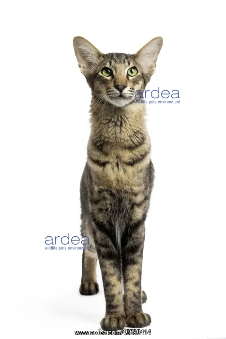 : 80191605 Cat - Mandarin Jean-Michel Labat All images : 80191605 Cat - Mandarin Jean-Michel Labat All images