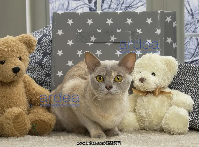 : 80191650 Cat - Burmese - with teddy bear Jean-Michel : 80191650 Cat - Burmese - with teddy bear Jean-Michel