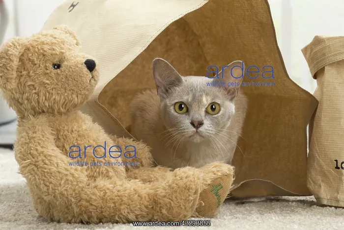: 80191660 Cat - Burmese - with teddy bear Jean-Michel : 80191660 Cat - Burmese - with teddy bear Jean-Michel