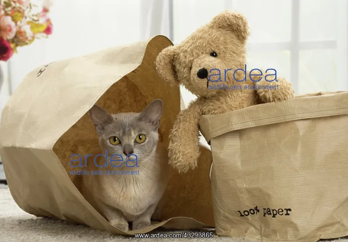 : 80191661 Cat - Burmese - with teddy bear Jean-Michel : 80191661 Cat - Burmese - with teddy bear Jean-Michel