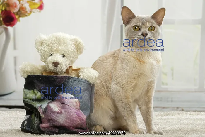 : 80191663 Cat - Burmese - with teddy bear Jean-Michel : 80191663 Cat - Burmese - with teddy bear Jean-Michel
