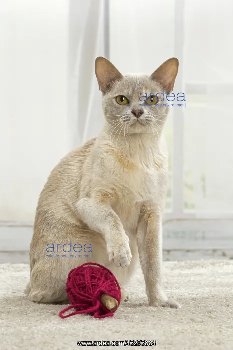 : 80191664 Cat - Burmese with ball of wool Jean-Michel : 80191664 Cat - Burmese with ball of wool Jean-Michel