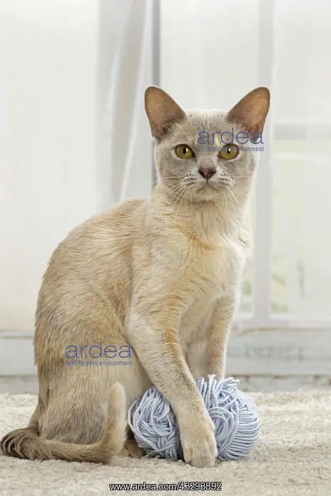 : 80191665 Cat - Burmese with ball of wool Jean-Michel : 80191665 Cat - Burmese with ball of wool Jean-Michel