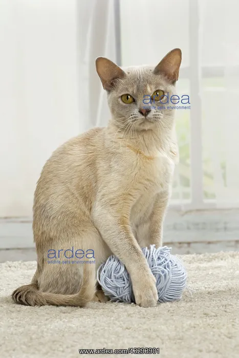 : 80191666 Cat - Burmese with ball of wool Jean-Michel : 80191666 Cat - Burmese with ball of wool Jean-Michel