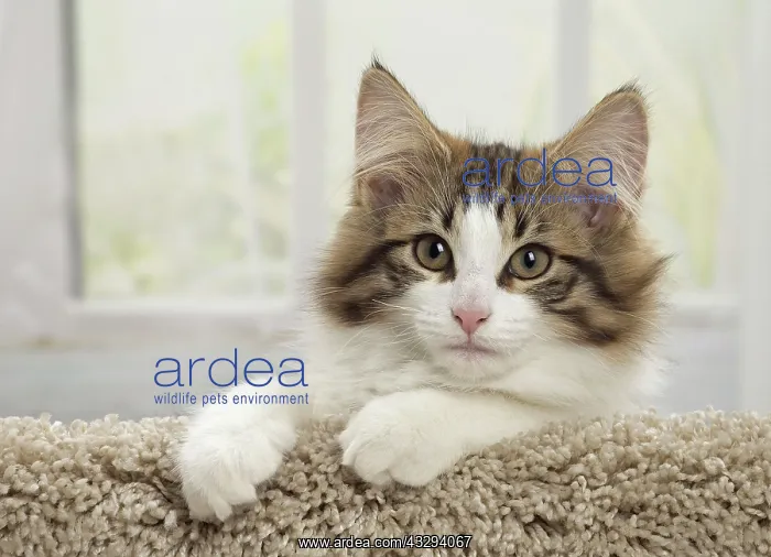: 80191683 Cat - Norwegian Forest Cat - kitten Jean-Michel : 80191683 Cat - Norwegian Forest Cat - kitten Jean-Michel