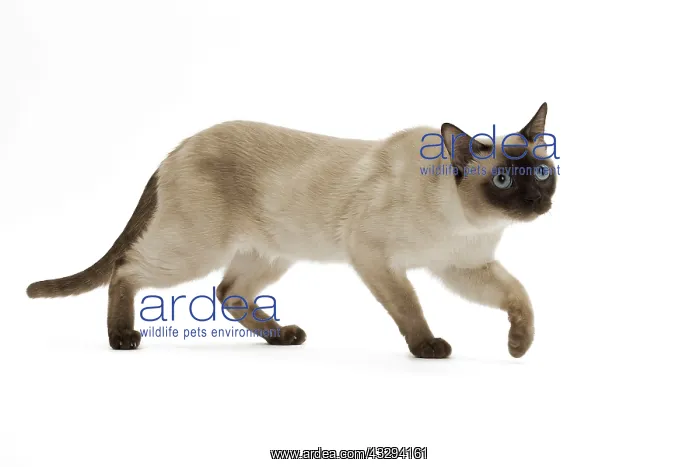 : 80191693 Cat - Tonkinese Jean-Michel Labat All images : 80191693 Cat - Tonkinese Jean-Michel Labat All images