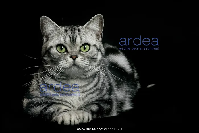 : 80191698 Cat - American Shorthair Jean-Michel Labat : 80191698 Cat - American Shorthair Jean-Michel Labat