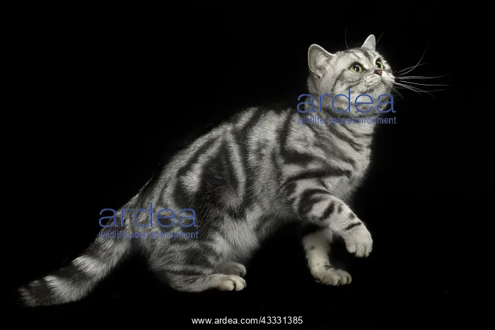 : 80191699 Cat - American Shorthair Jean-Michel Labat : 80191699 Cat - American Shorthair Jean-Michel Labat
