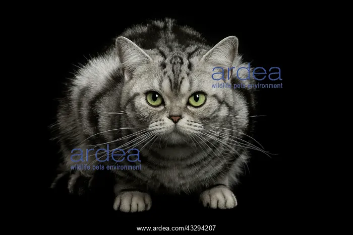 : 80191700 Cat - American Shorthair Jean-Michel Labat : 80191700 Cat - American Shorthair Jean-Michel Labat