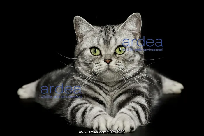 : 80191702 Cat - American Shorthair Jean-Michel Labat : 80191702 Cat - American Shorthair Jean-Michel Labat