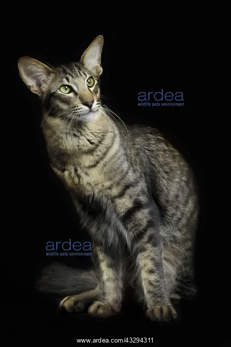 : 80191713 Cat - Mandarin Jean-Michel Labat All images : 80191713 Cat - Mandarin Jean-Michel Labat All images