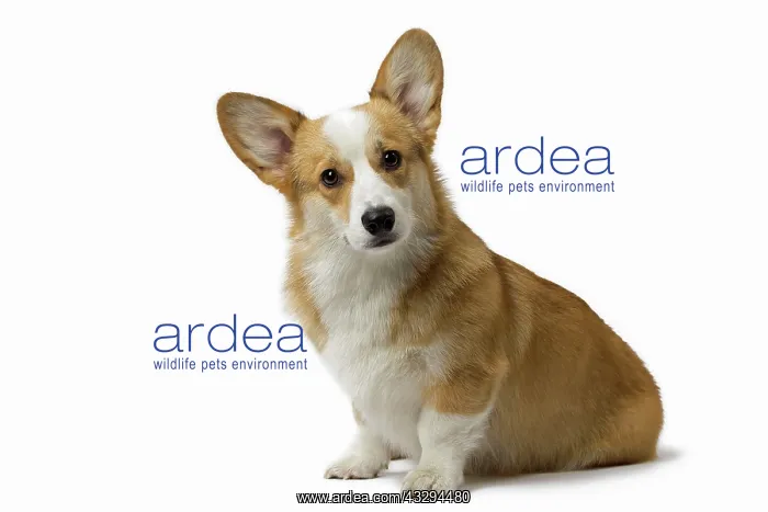 : 80191734 Dog - Welsh Corgi Pembroke Jean-Michel : 80191734 Dog - Welsh Corgi Pembroke Jean-Michel