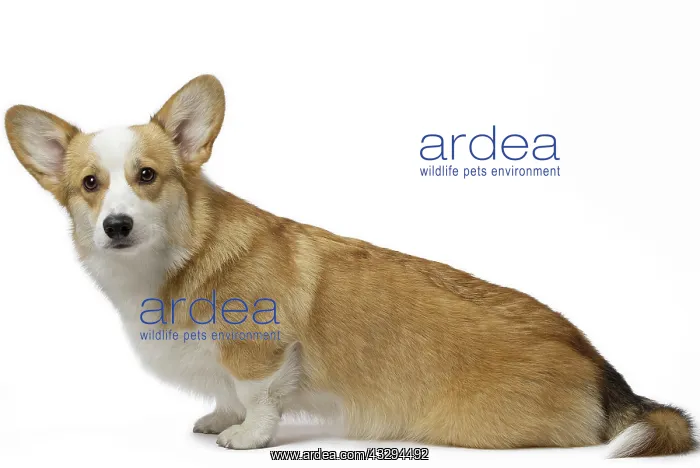 : 80191735 Dog - Welsh Corgi Pembroke Jean-Michel : 80191735 Dog - Welsh Corgi Pembroke Jean-Michel