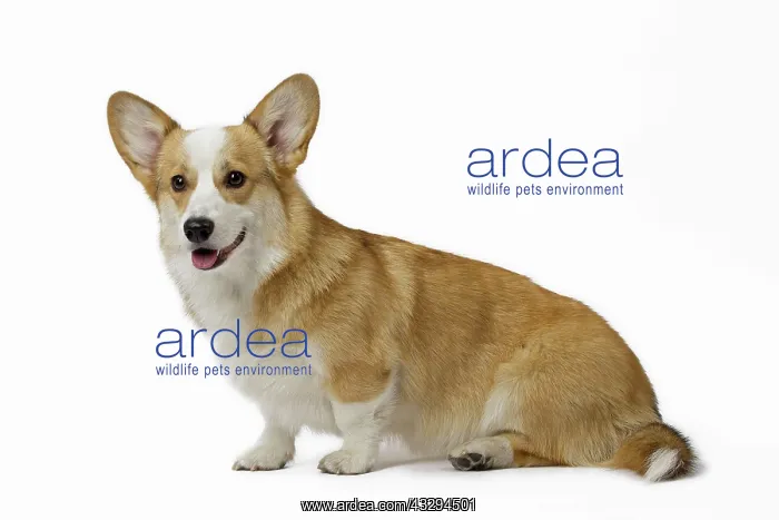 : 80191736 Dog - Welsh Corgi Pembroke Jean-Michel : 80191736 Dog - Welsh Corgi Pembroke Jean-Michel