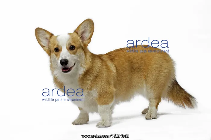 : 80191737 Dog - Welsh Corgi Pembroke Jean-Michel : 80191737 Dog - Welsh Corgi Pembroke Jean-Michel