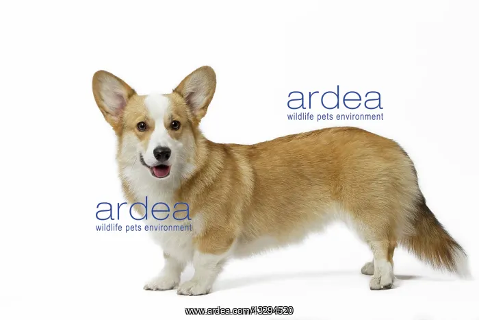 : 80191738 Dog - Welsh Corgi Pembroke Jean-Michel : 80191738 Dog - Welsh Corgi Pembroke Jean-Michel