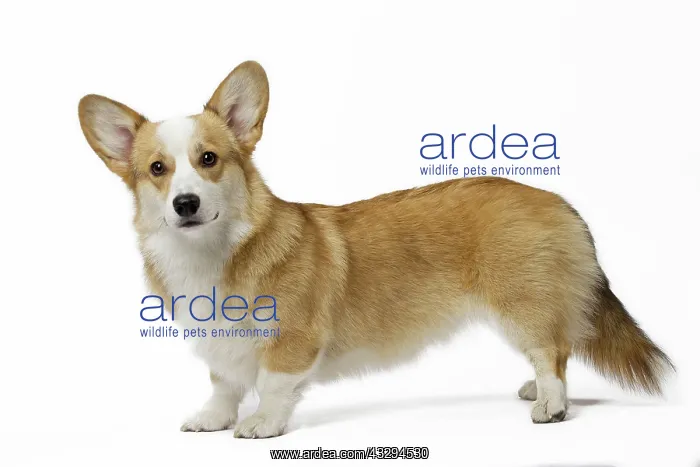 : 80191739 Dog - Welsh Corgi Pembroke Jean-Michel : 80191739 Dog - Welsh Corgi Pembroke Jean-Michel