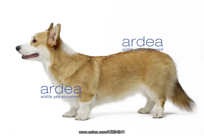 : 80191740 Dog - Welsh Corgi Pembroke Jean-Michel : 80191740 Dog - Welsh Corgi Pembroke Jean-Michel