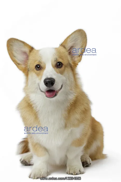 : 80191741 Dog - Welsh Corgi Pembroke Jean-Michel : 80191741 Dog - Welsh Corgi Pembroke Jean-Michel