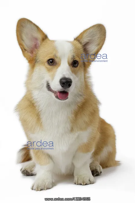 : 80191742 Dog - Welsh Corgi Pembroke Jean-Michel : 80191742 Dog - Welsh Corgi Pembroke Jean-Michel