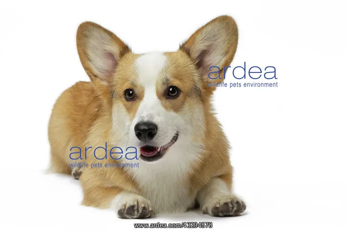 : 80191743 Dog - Welsh Corgi Pembroke Jean-Michel : 80191743 Dog - Welsh Corgi Pembroke Jean-Michel