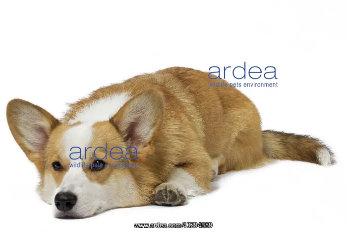 : 80191744 Dog - Welsh Corgi Pembroke Jean-Michel : 80191744 Dog - Welsh Corgi Pembroke Jean-Michel