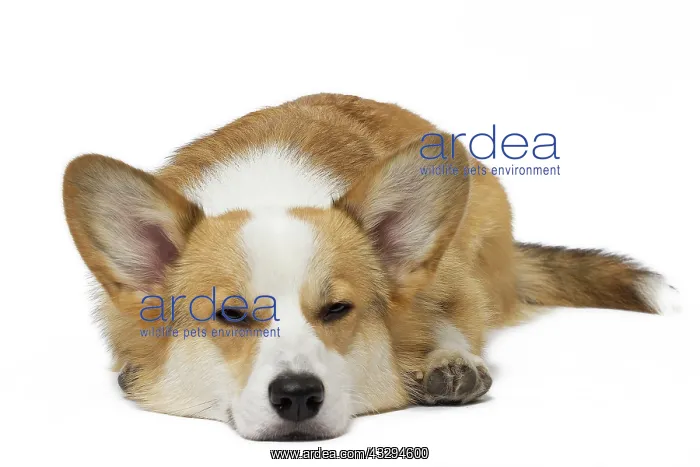 : 80191745 Dog - Welsh Corgi Pembroke Jean-Michel : 80191745 Dog - Welsh Corgi Pembroke Jean-Michel
