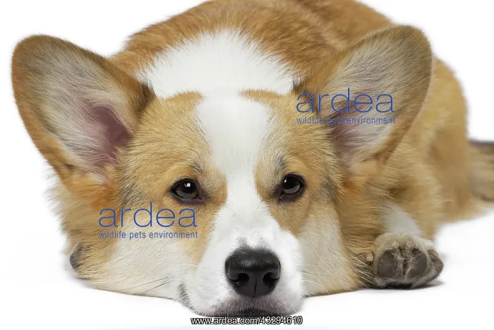 : 80191746 Dog - Welsh Corgi Pembroke Jean-Michel : 80191746 Dog - Welsh Corgi Pembroke Jean-Michel