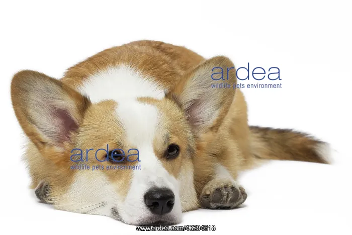 : 80191747 Dog - Welsh Corgi Pembroke Jean-Michel : 80191747 Dog - Welsh Corgi Pembroke Jean-Michel
