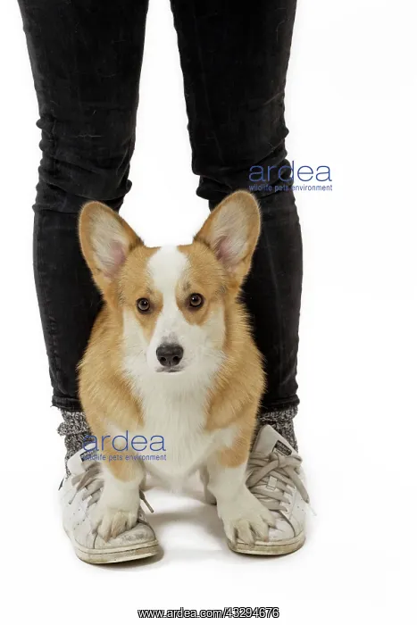  : 80191753 Dog - Welsh Corgi Pembroke - with girl