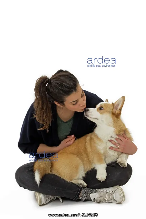 : 80191755 Dog - Welsh Corgi Pembroke - with girl : 80191755 Dog - Welsh Corgi Pembroke - with girl