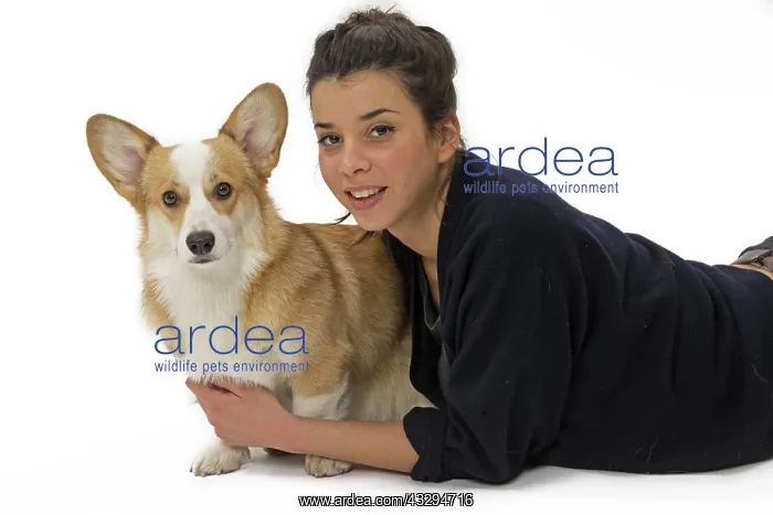 : 80191757 Dog - Welsh Corgi Pembroke - with girl : 80191757 Dog - Welsh Corgi Pembroke - with girl