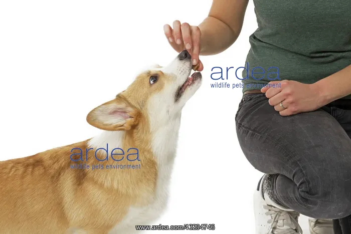 : 80191760 Dog - Welsh Corgi Pembroke - with girl : 80191760 Dog - Welsh Corgi Pembroke - with girl