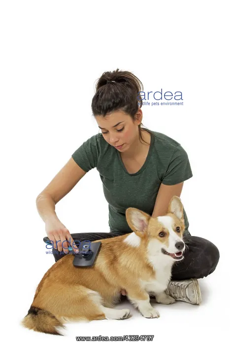 : 80191761 Dog - Welsh Corgi Pembroke - with girl : 80191761 Dog - Welsh Corgi Pembroke - with girl