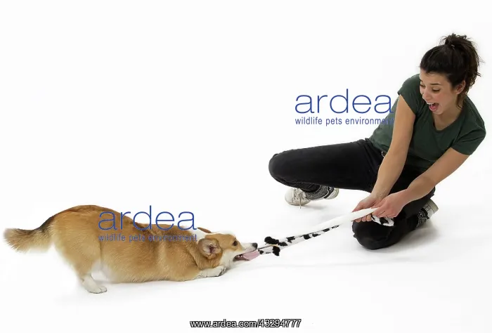 : 80191763 Dog - Welsh Corgi Pembroke - with girl : 80191763 Dog - Welsh Corgi Pembroke - with girl