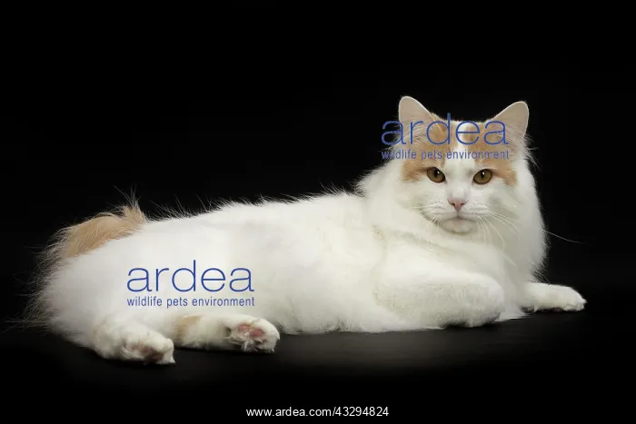 : 80191768 Cat - Kurilian Bobtail Jean-Michel Labat : 80191768 Cat - Kurilian Bobtail Jean-Michel Labat
