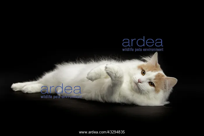 : 80191769 Cat - Kurilian Bobtail Jean-Michel Labat : 80191769 Cat - Kurilian Bobtail Jean-Michel Labat