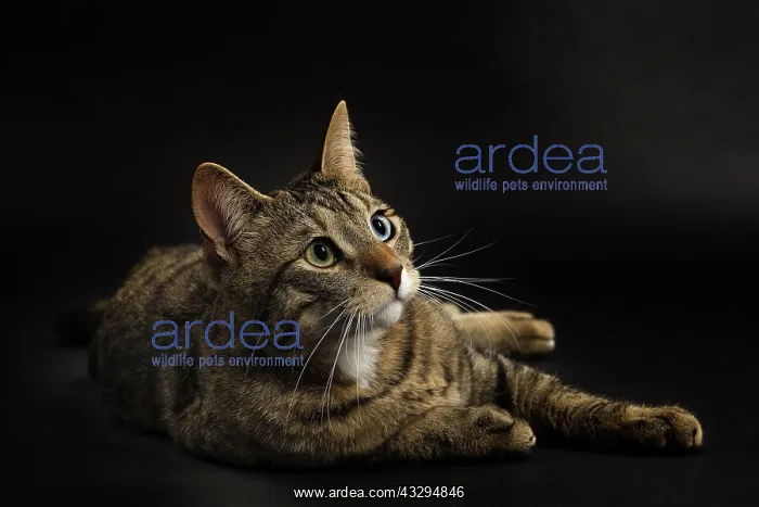 : 80191770 Cat - Ojos Azules Jean-Michel Labat All : 80191770 Cat - Ojos Azules Jean-Michel Labat All