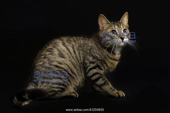 : 80191771 Cat - Ojos Azules Jean-Michel Labat All : 80191771 Cat - Ojos Azules Jean-Michel Labat All
