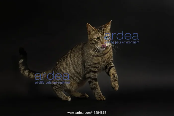 : 80191772 Cat - Ojos Azules Jean-Michel Labat All : 80191772 Cat - Ojos Azules Jean-Michel Labat All