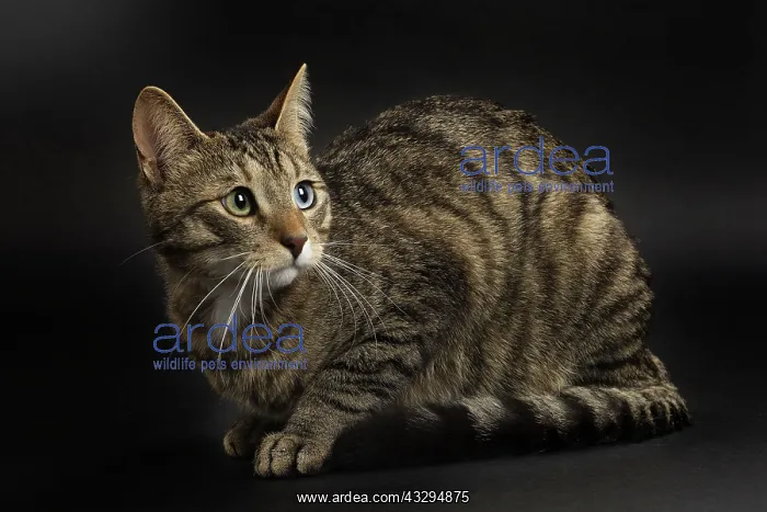 : 80191773 Cat - Ojos Azules Jean-Michel Labat All : 80191773 Cat - Ojos Azules Jean-Michel Labat All