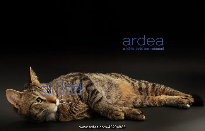 : 80191774 Cat - Ojos Azules Jean-Michel Labat All : 80191774 Cat - Ojos Azules Jean-Michel Labat All