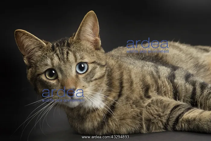 : 80191775 Cat - Ojos Azules Jean-Michel Labat All : 80191775 Cat - Ojos Azules Jean-Michel Labat All