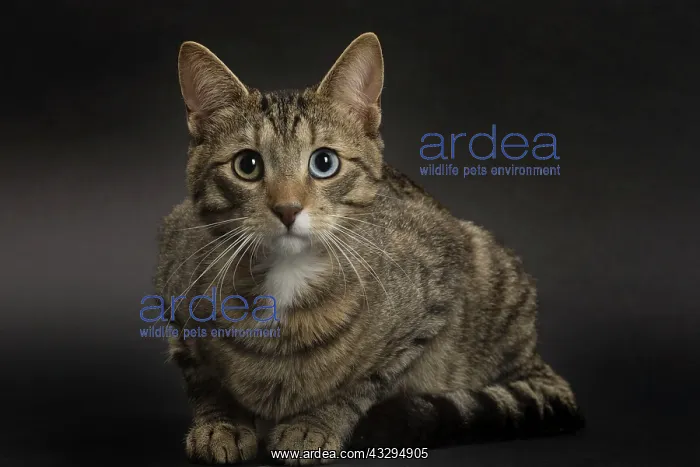 : 80191776 Cat - Ojos Azules Jean-Michel Labat All : 80191776 Cat - Ojos Azules Jean-Michel Labat All