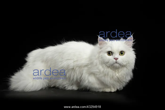 : 80191777 Cat - Minuet Jean-Michel Labat All images : 80191777 Cat - Minuet Jean-Michel Labat All images