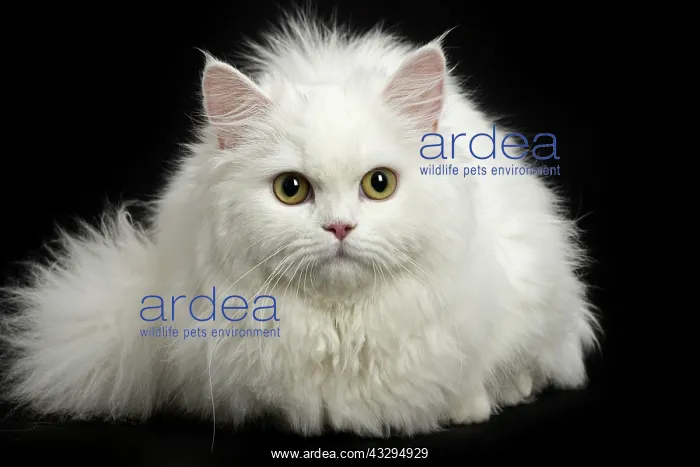 : 80191778 Cat - Minuet Jean-Michel Labat All images : 80191778 Cat - Minuet Jean-Michel Labat All images
