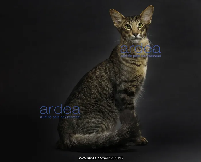 : 80191779 Cat - Mandarin Jean-Michel Labat All images : 80191779 Cat - Mandarin Jean-Michel Labat All images