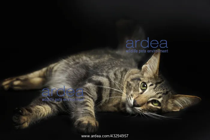 : 80191780 Cat - Mandarin Jean-Michel Labat All images : 80191780 Cat - Mandarin Jean-Michel Labat All images